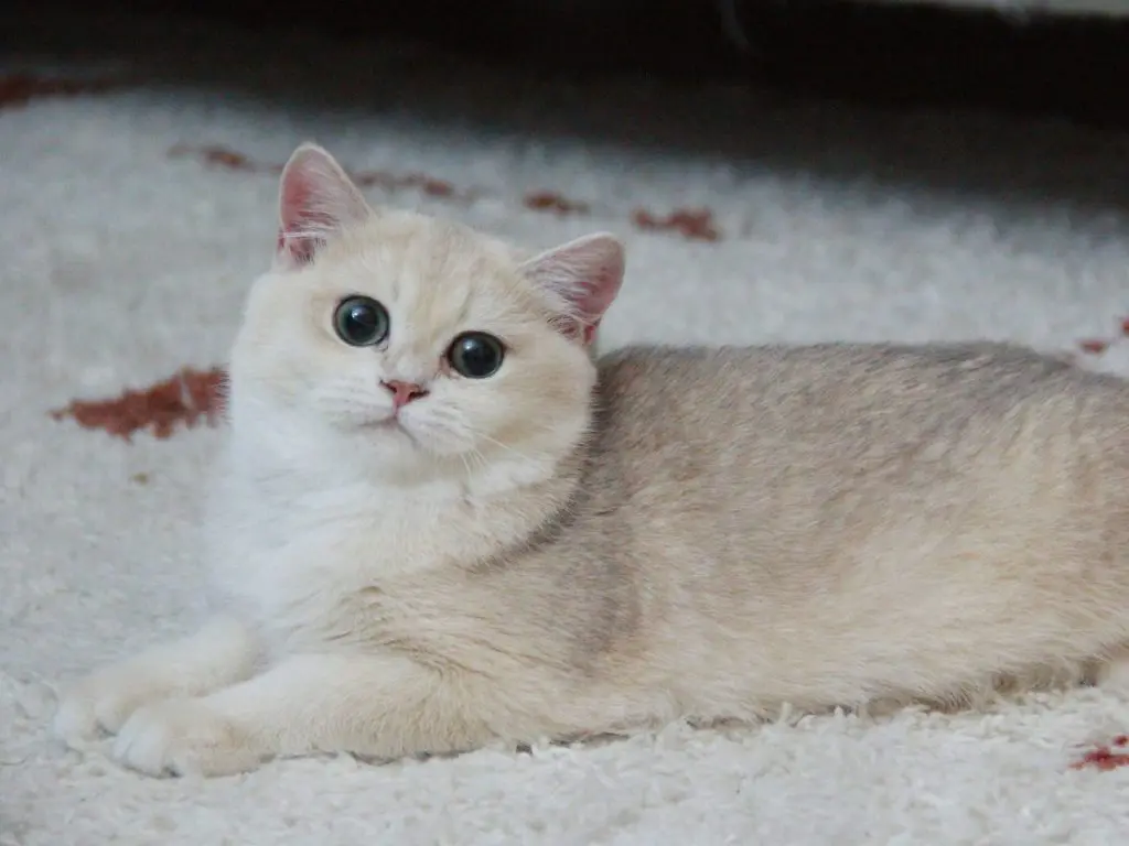 Nikki - Blue Golden Shaded British Shorthair - British Shorthair for sale & British Longhair Kittens for sale