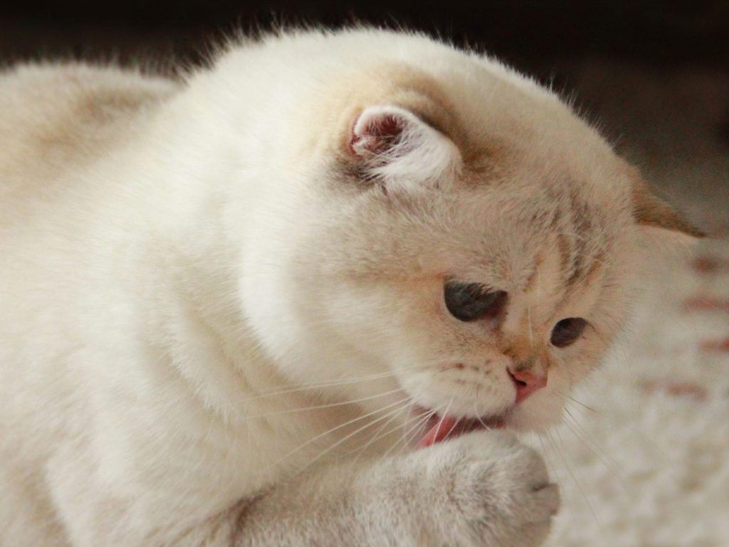 british shorthair cat breeders