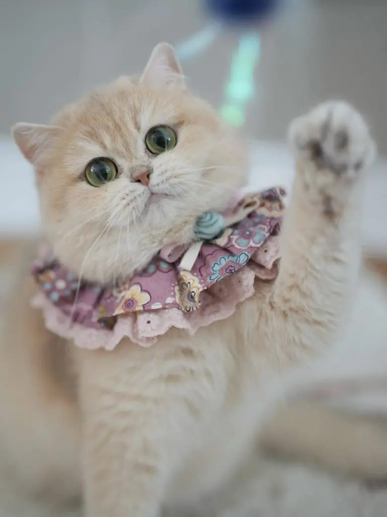 Blue Golden Shaded British Shorthair - Sugar - British Shorthair for sale & British Longhair Kittens for sale
