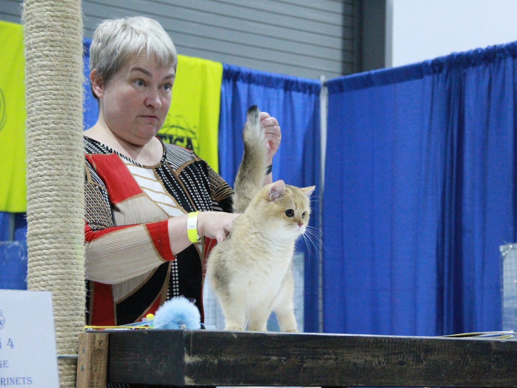 Golden British Shorthair 