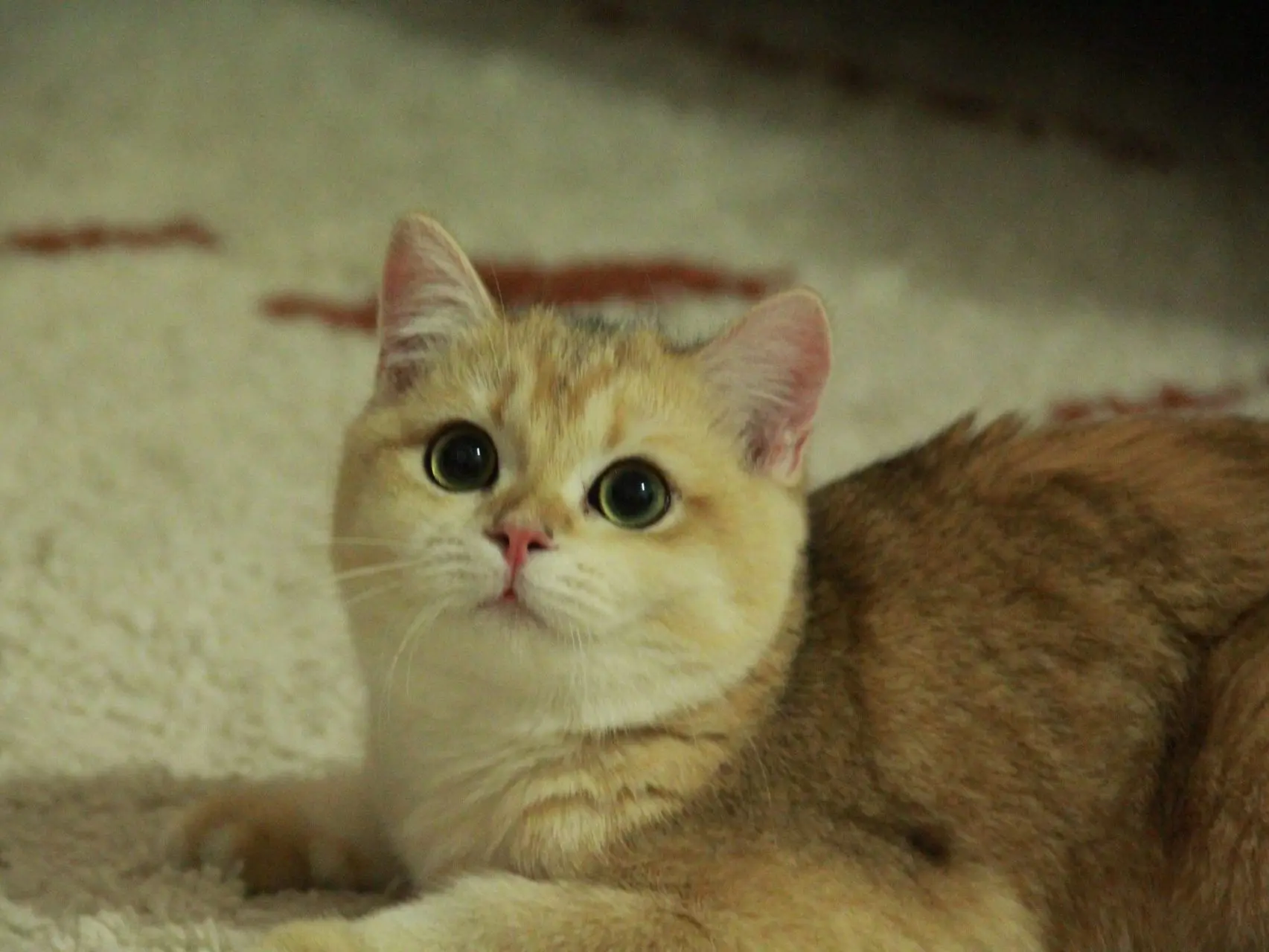 Kiki