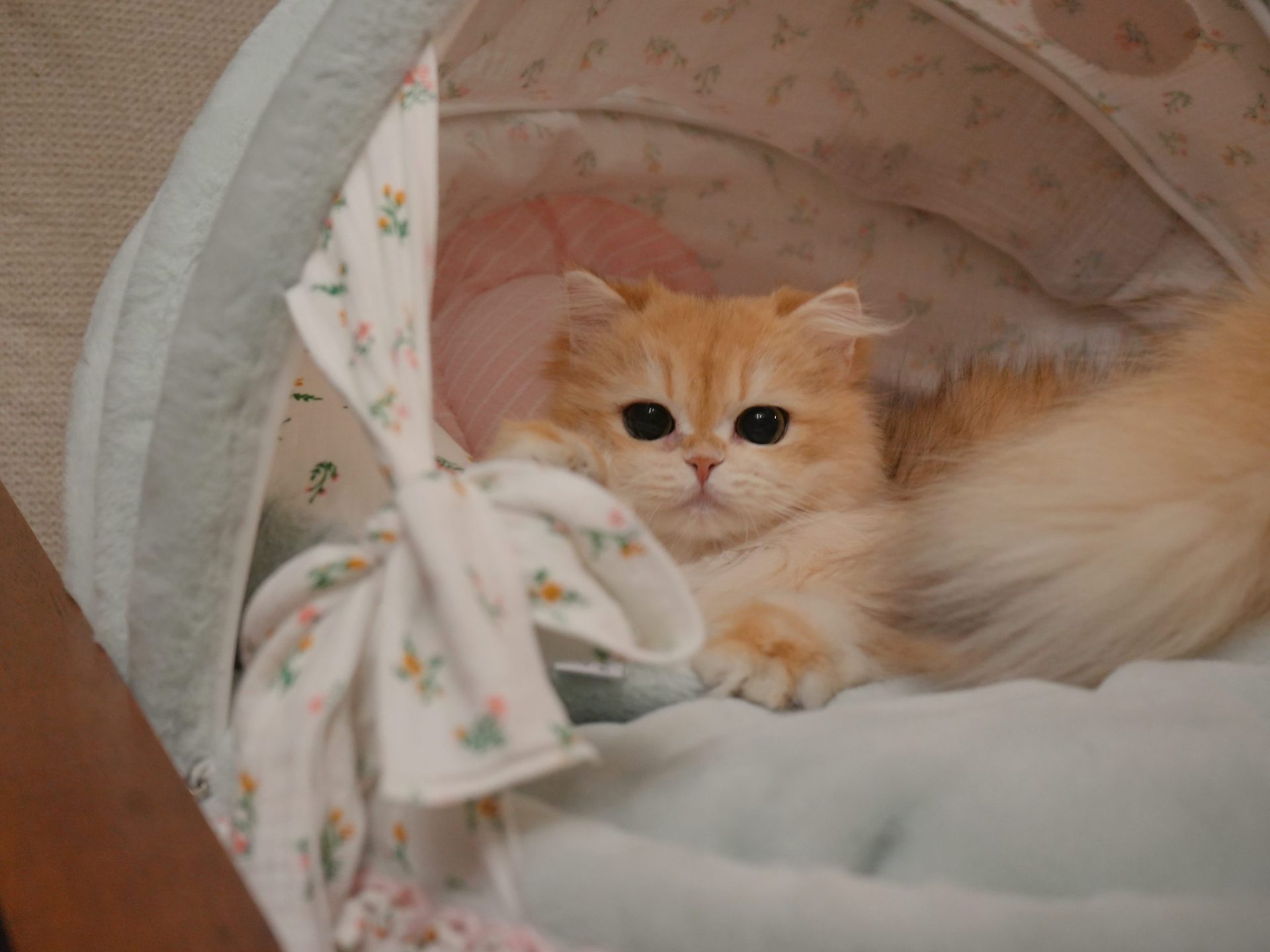 British longhair cat