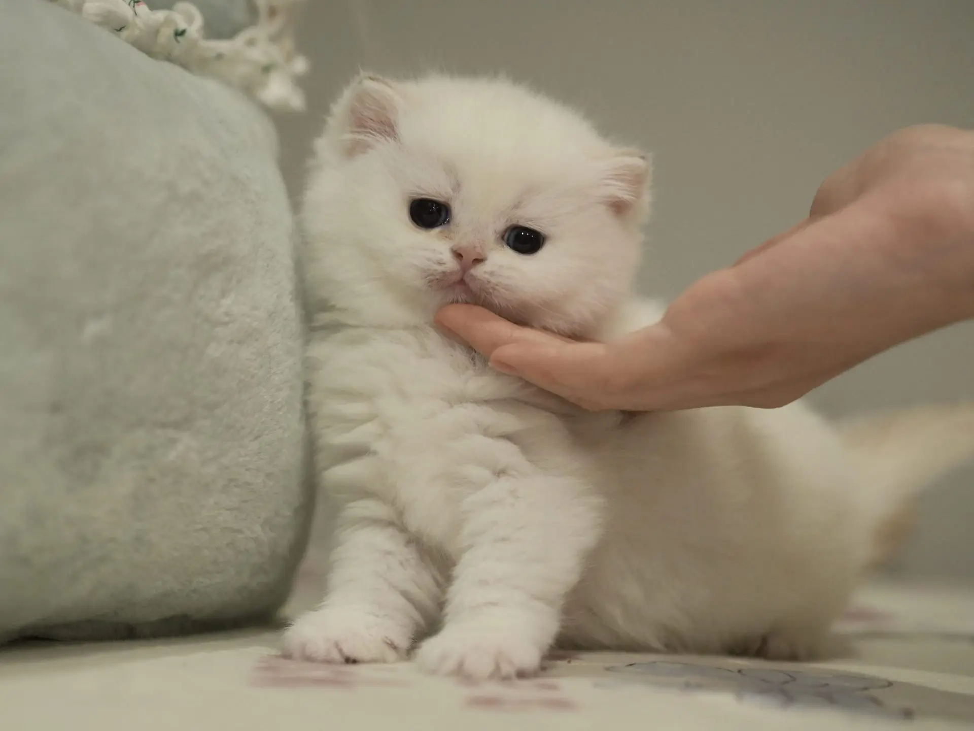 Snowball