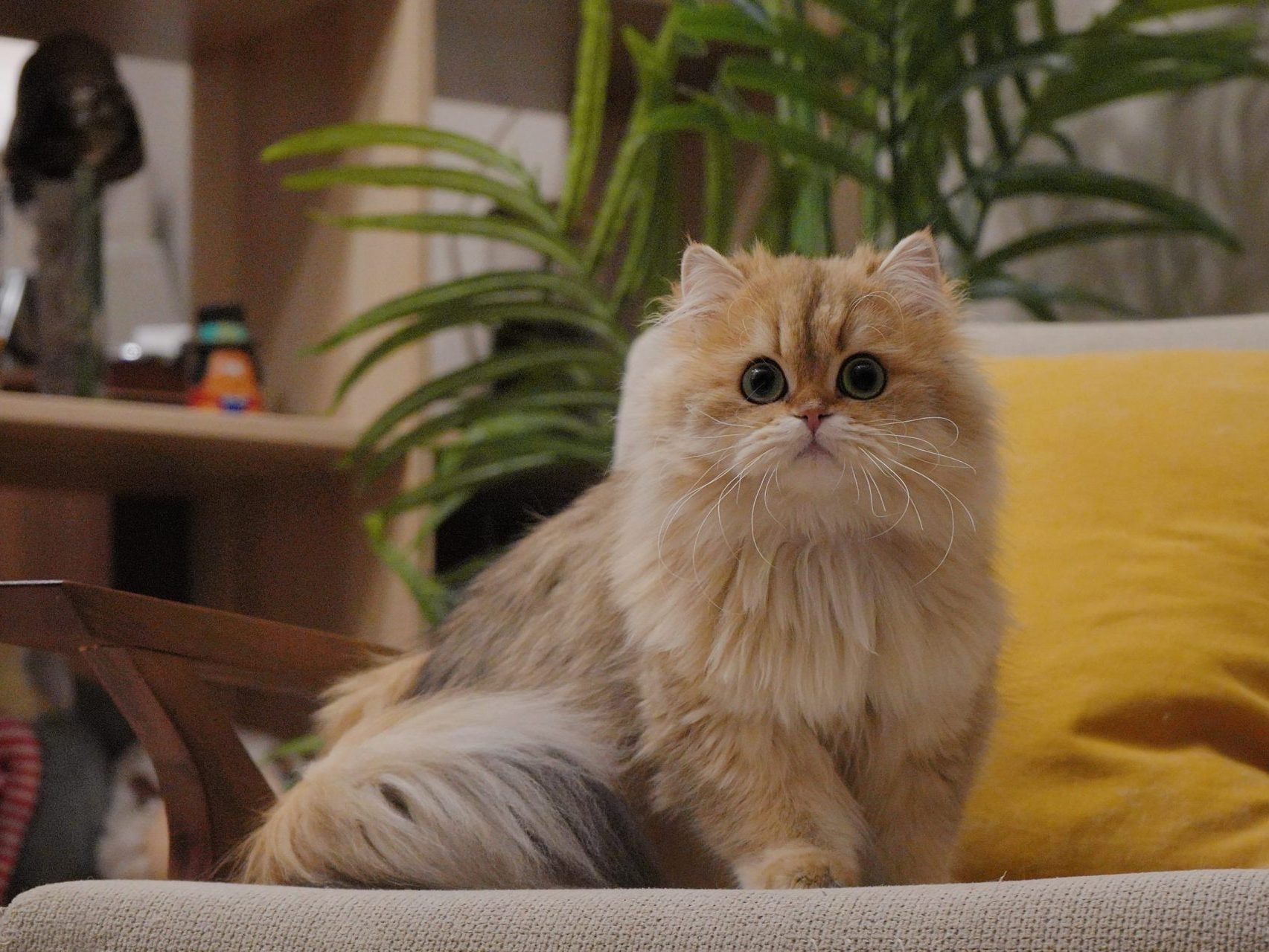 Golden British Longhair 