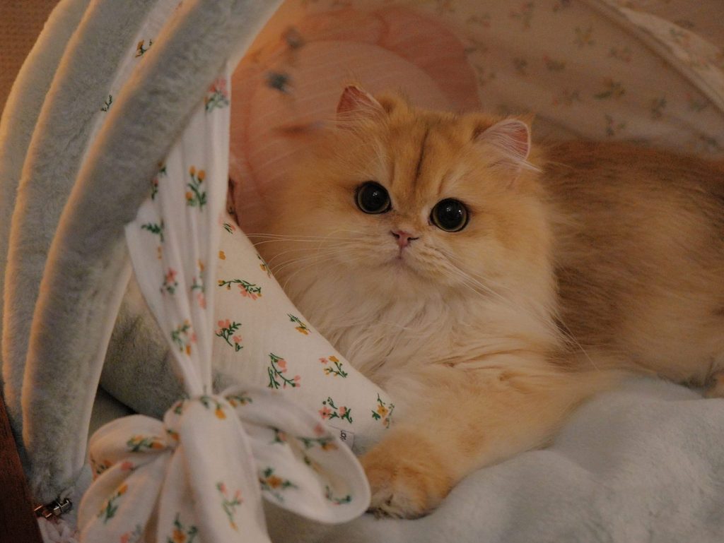 Golden British Longhair