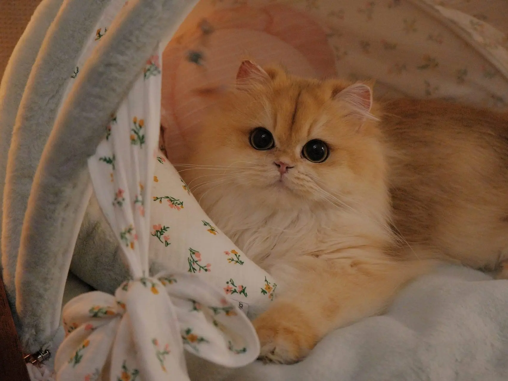 Golden British Longhair ethel resembles a big face and bright eyes