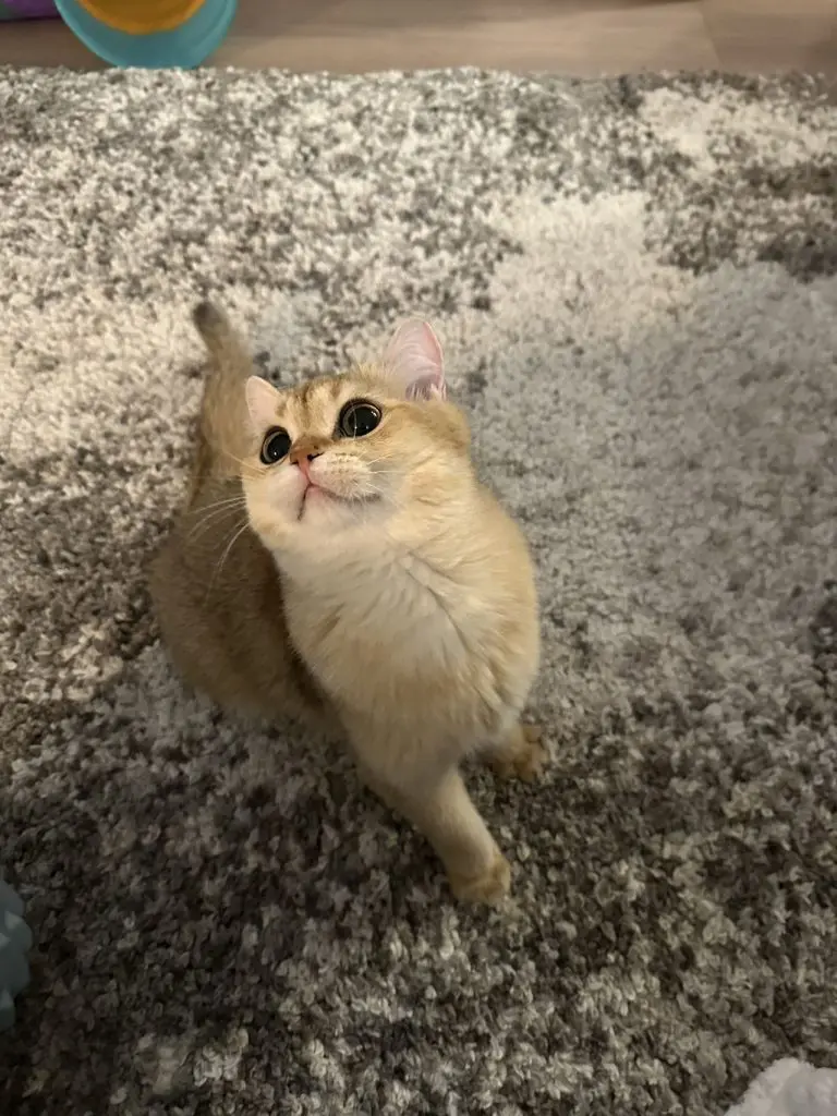 Max