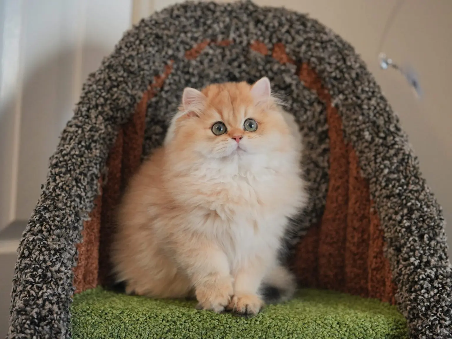 Furball