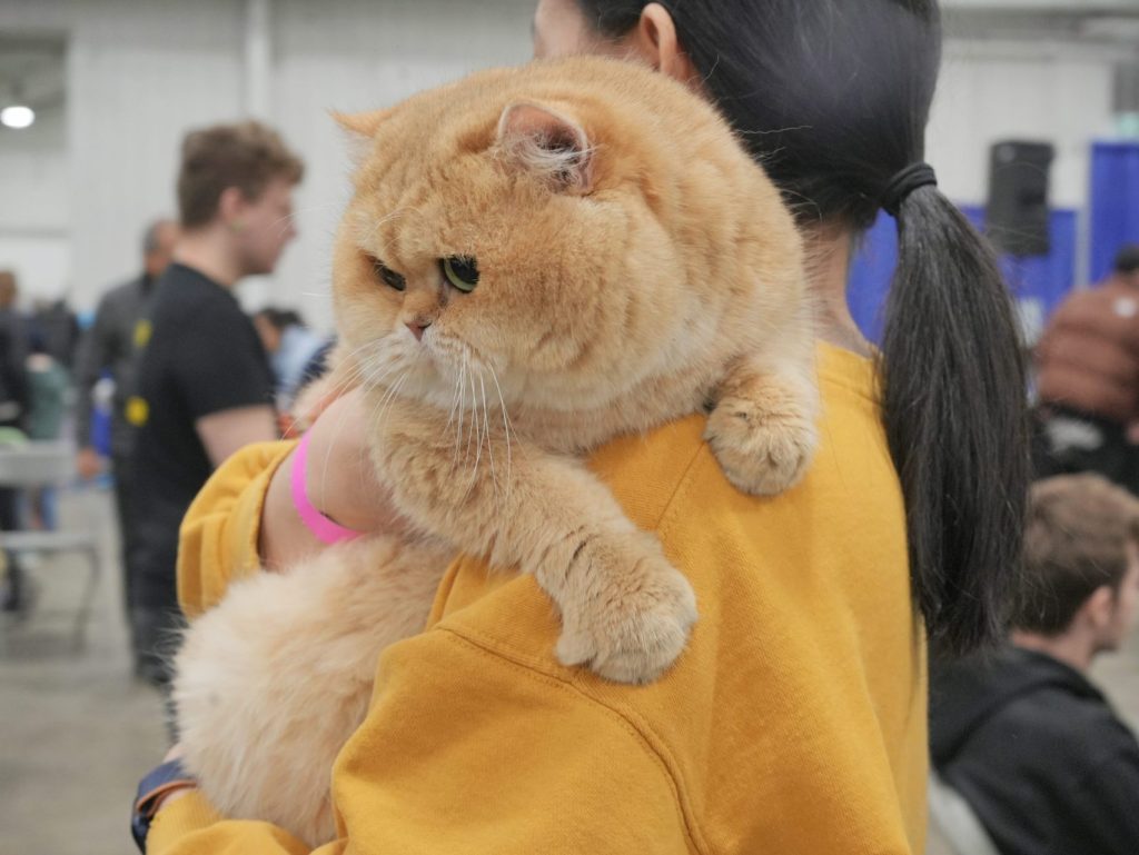 british shorthair cat breeders