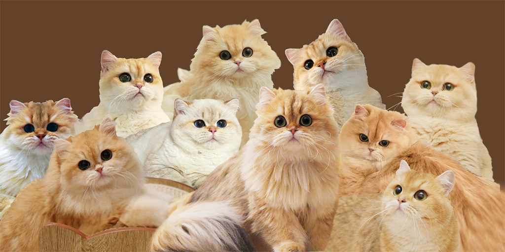 Our beautiful queens, British Shorthair and British Longhairs.
