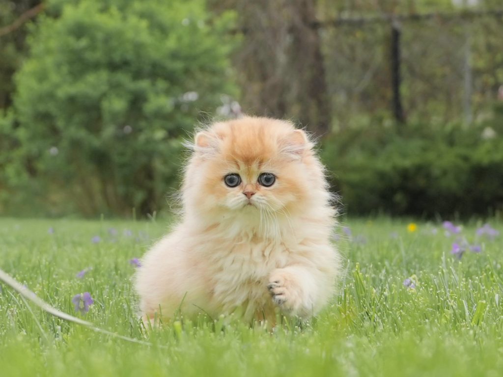 long hair cat breeders