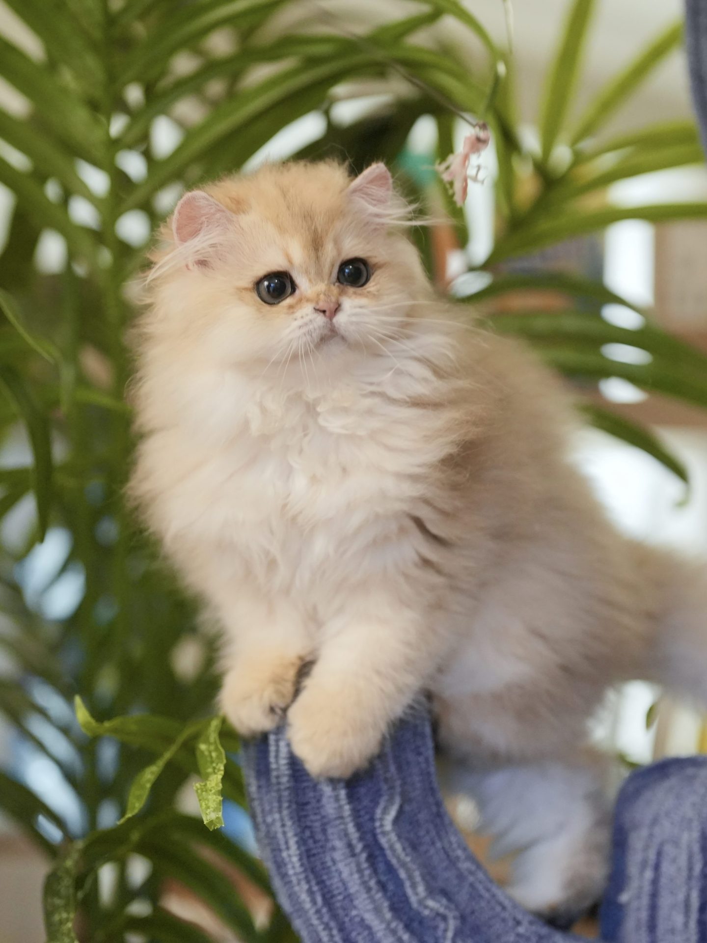 British longhair cat