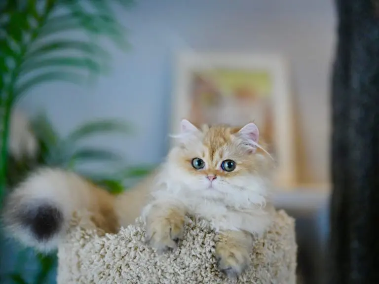 Cinnamon