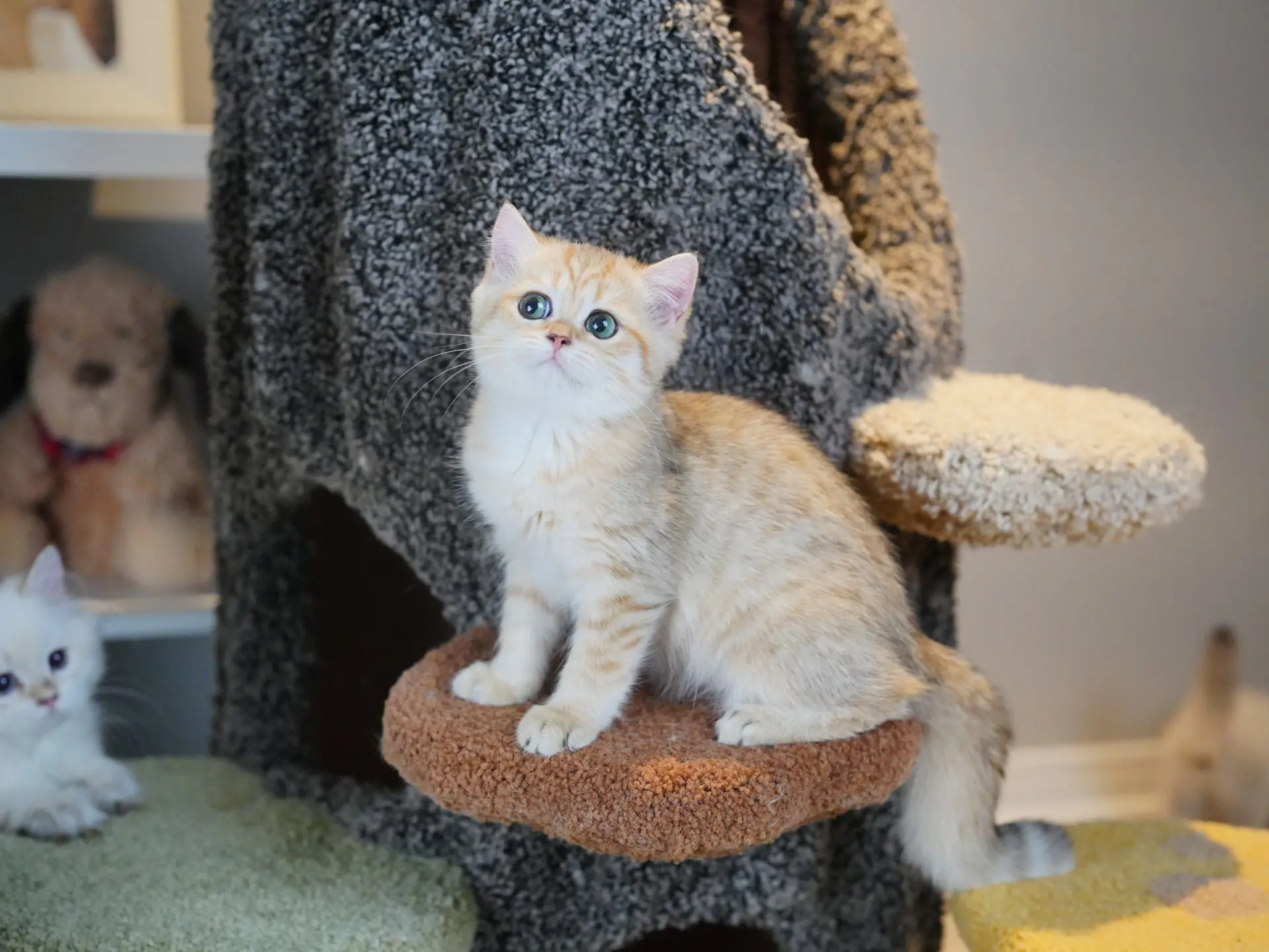 british short hair cat san francisco