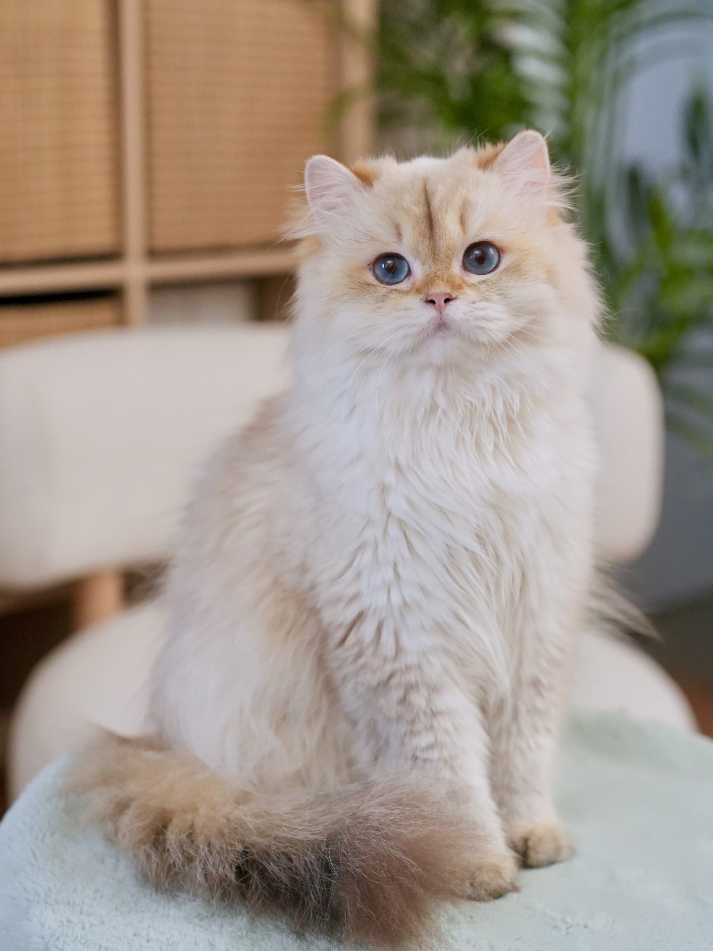the golden shaded british longhair cat popcorn is standing on a white coach with his blue eyes staring