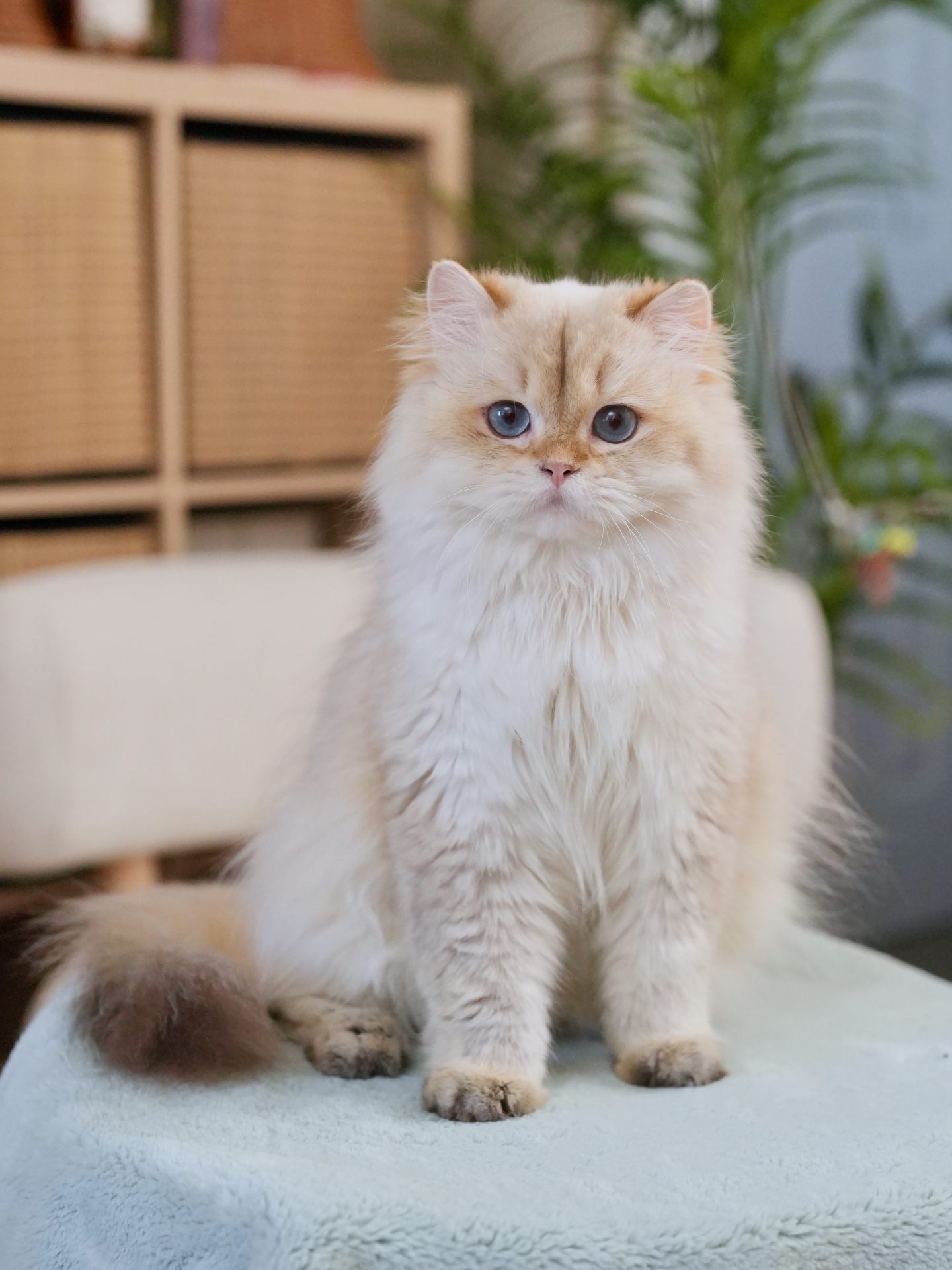 look at the small ears on this gorgeous golden british longhair cat, popcorn