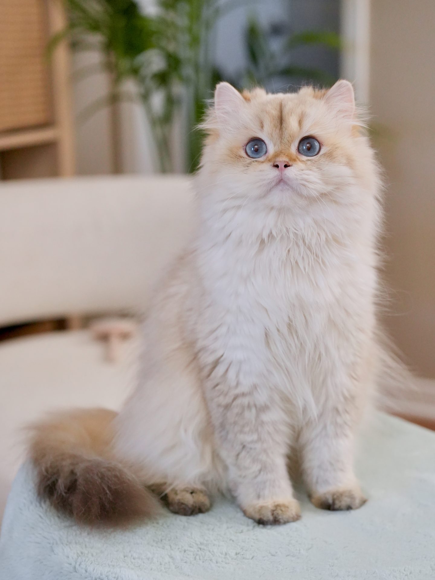 the fluffy fur is so shining on a golden british longhair popcorn