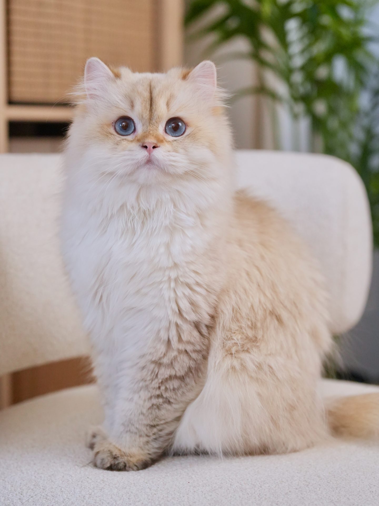 the golden british longhair cat, popcorn, is showing his black paws and golden fur