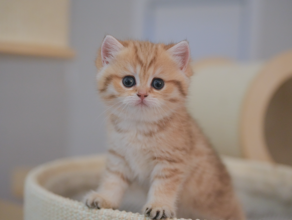 british shorthair cat san francisco