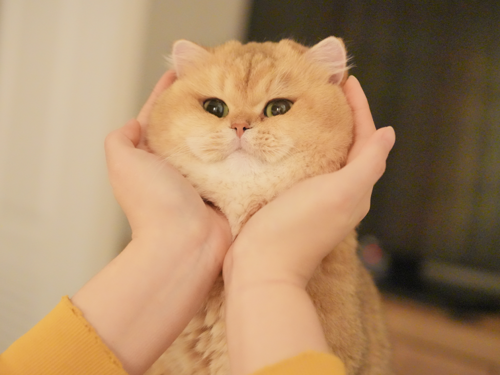 british shorthair cat breeders