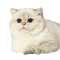 BearMary Cattery
