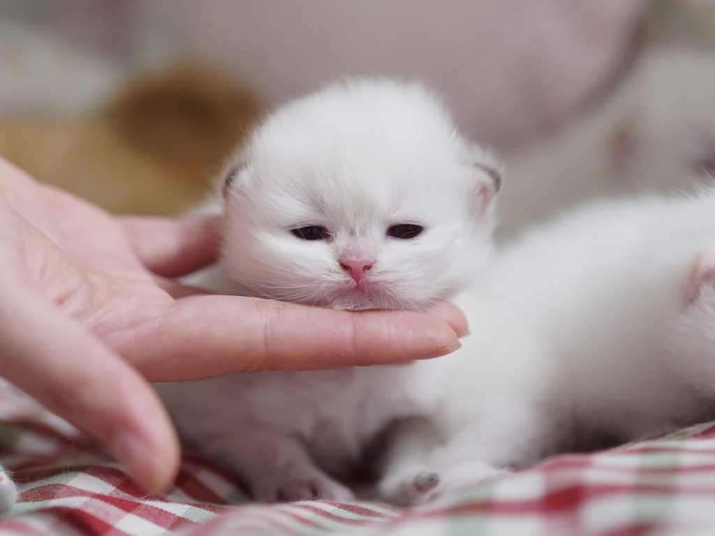 british shorthair cat san francisco