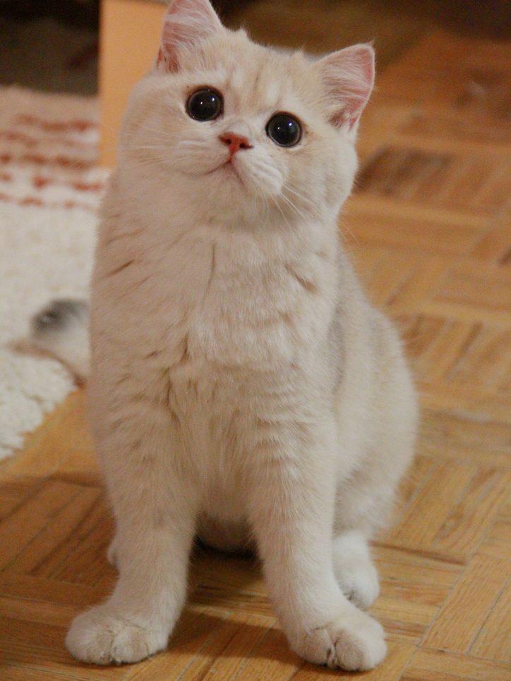 british shorthair