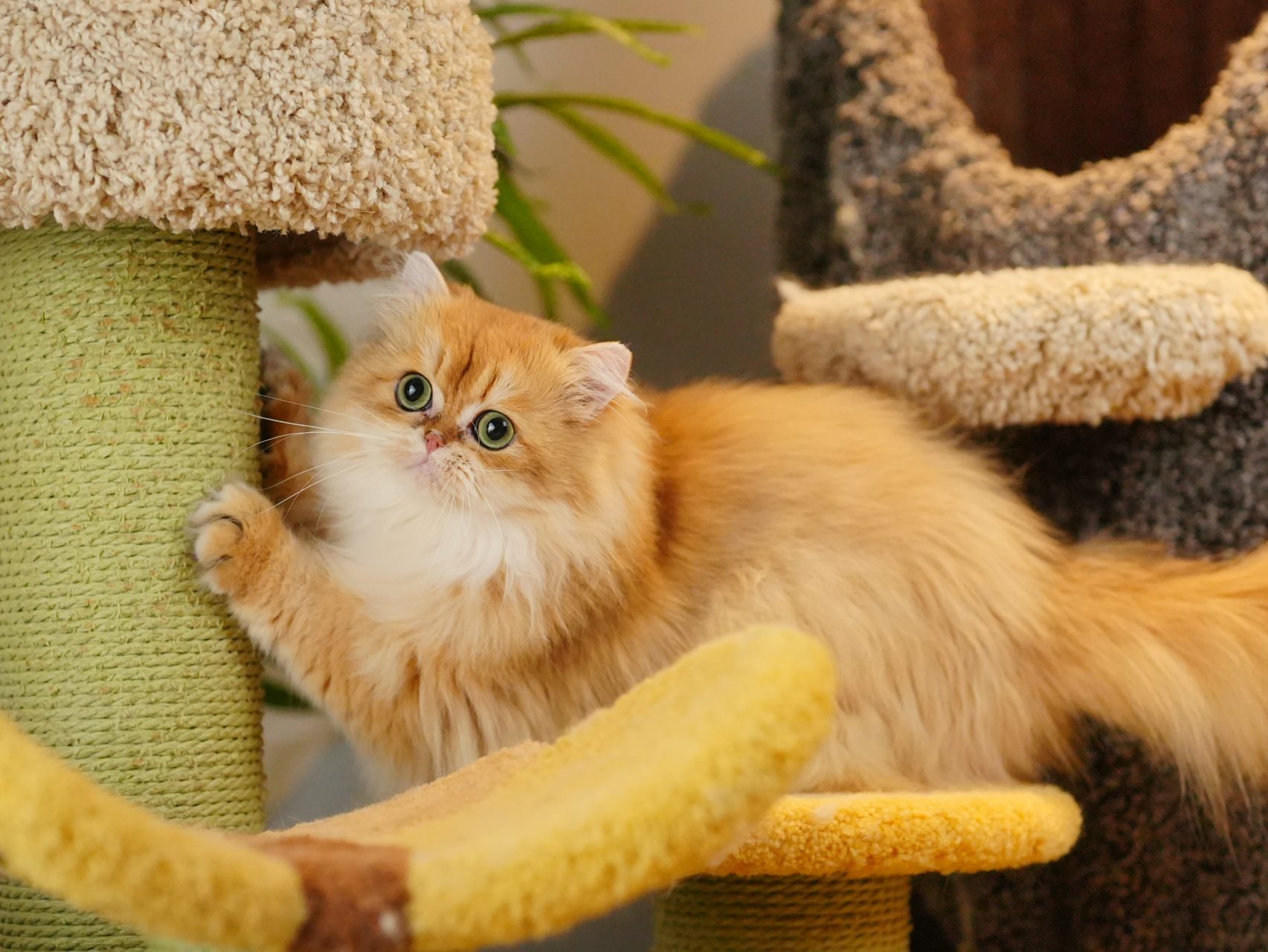 Golden British Longhair 