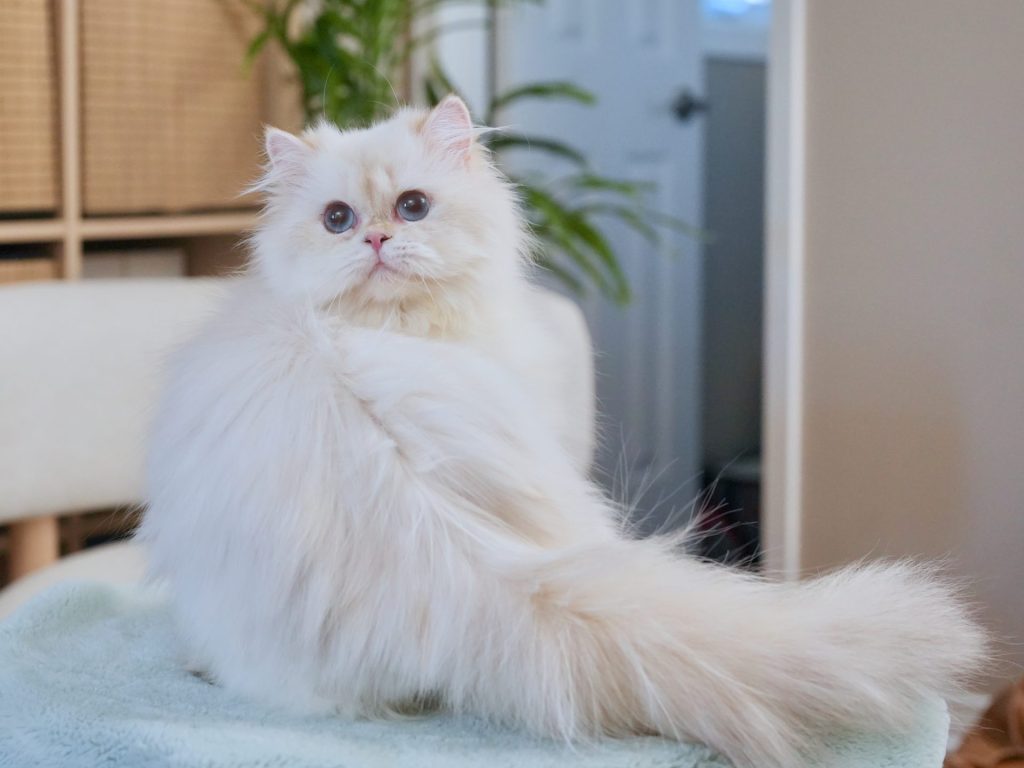 look at the plush and thick fur of a golden british longhair cat, owen