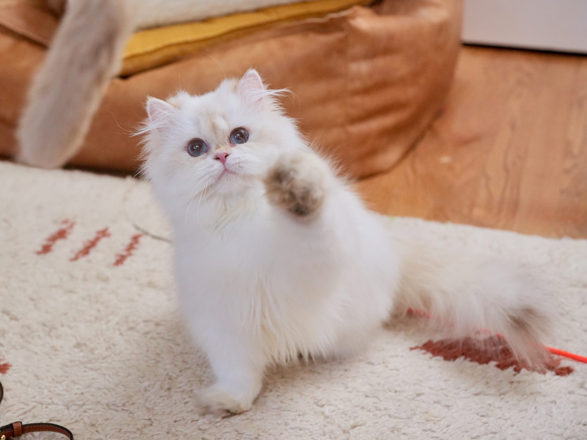 golden shaded british longhair cat, owen, is showing his black paws