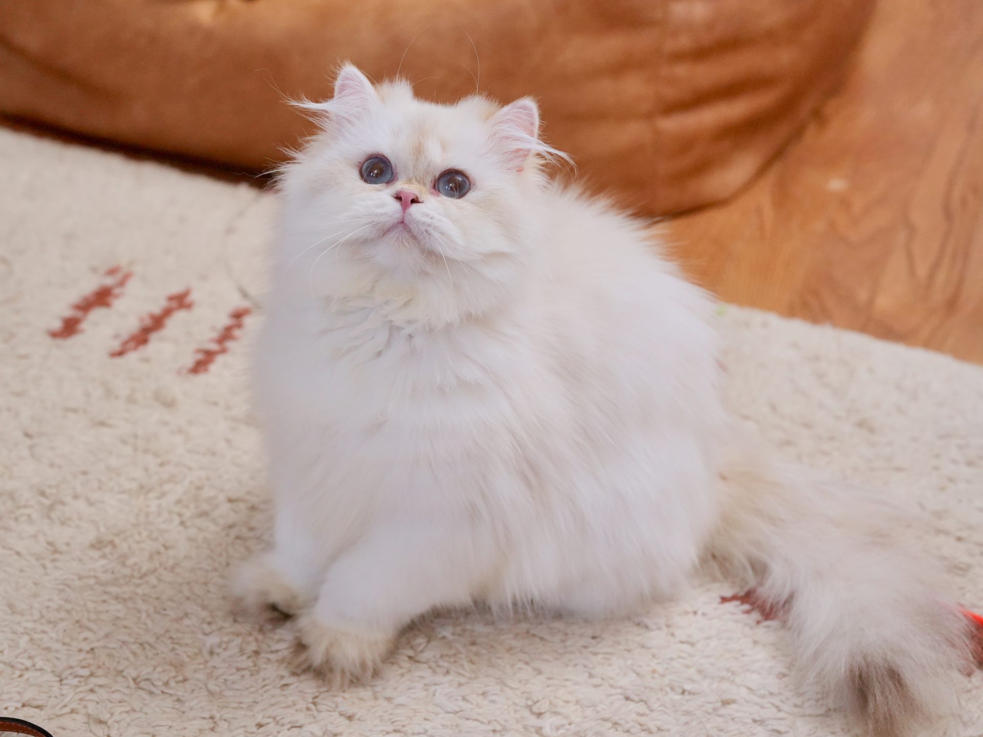 golden british longhair owen is about to jump up to a toy
