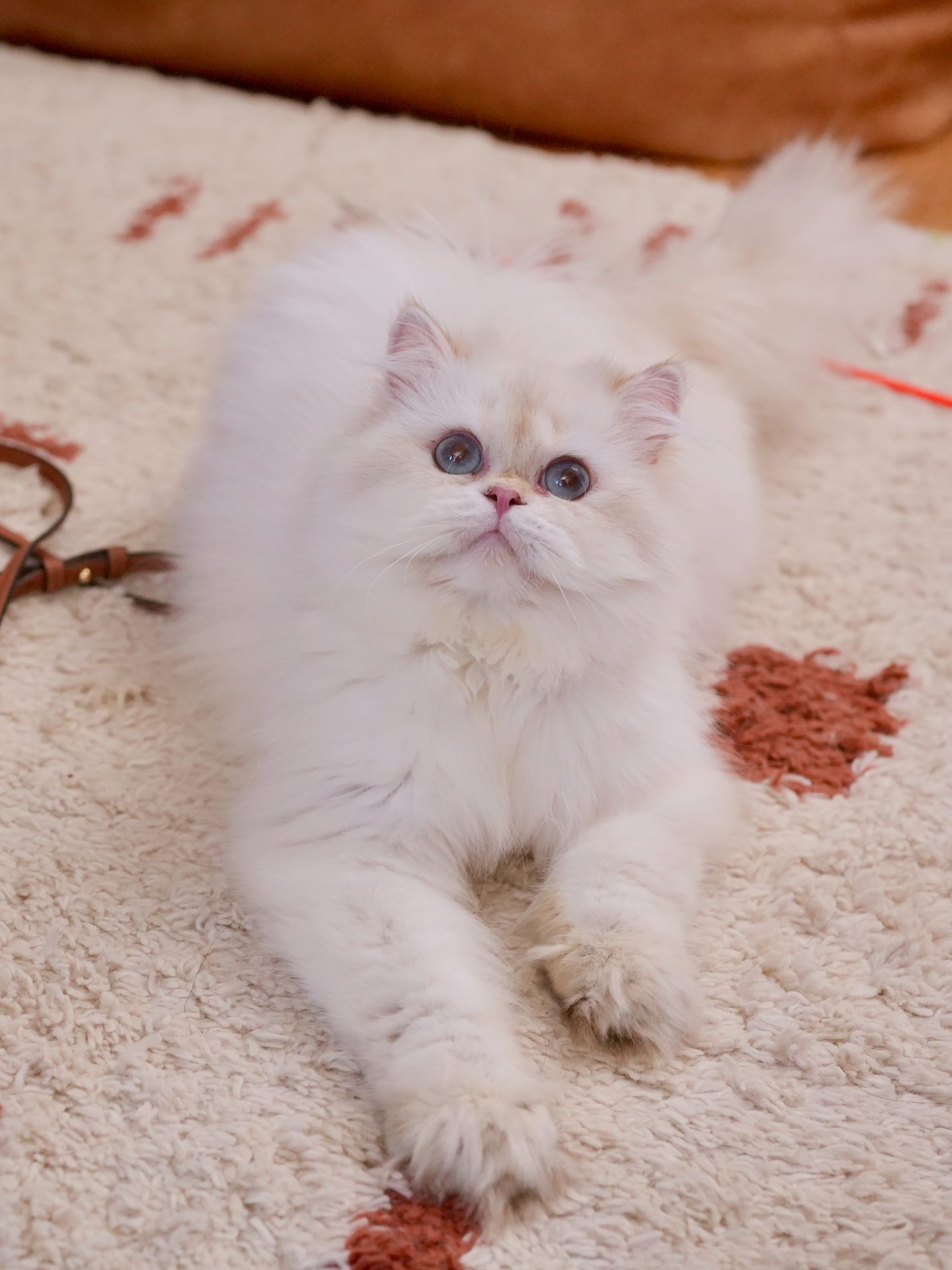 the golden british longhair cat, owen, is lying on a white mat to relax