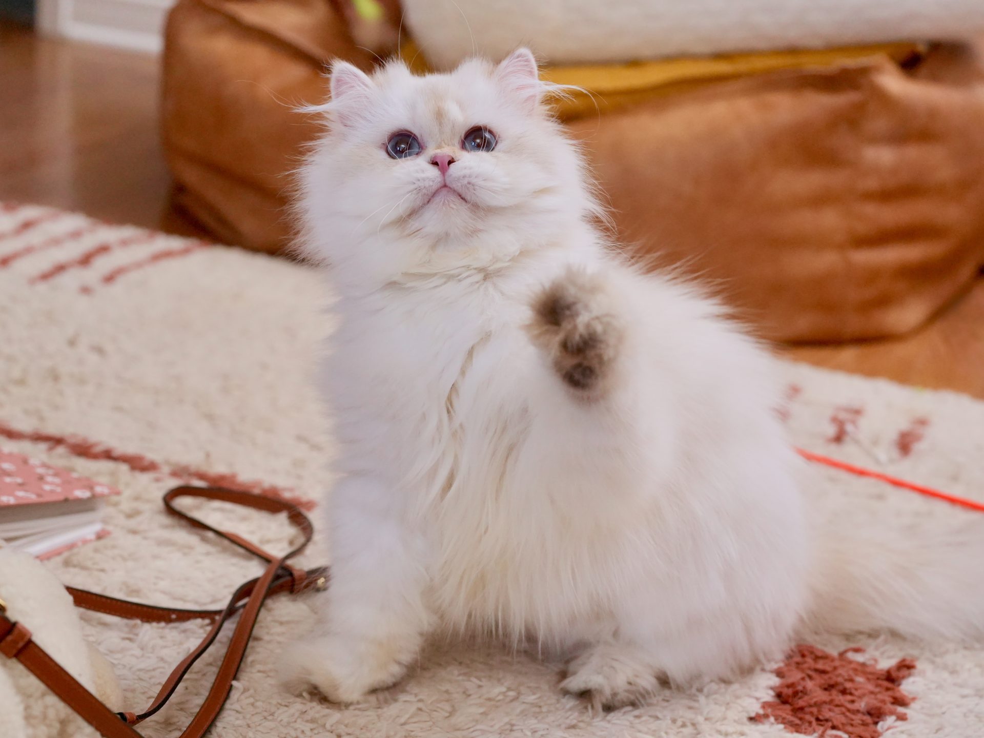 the golden british longhair owen is actively playing with a toy