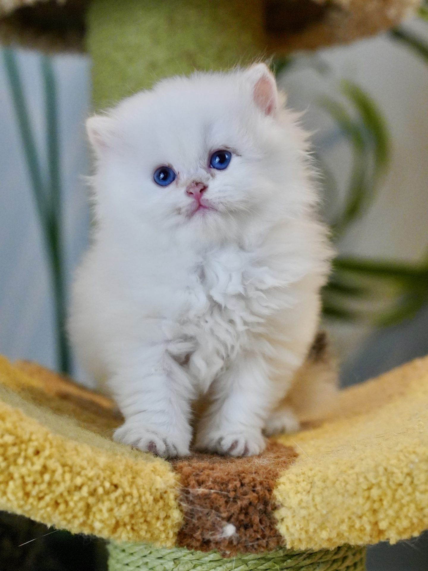 British Longhair cat