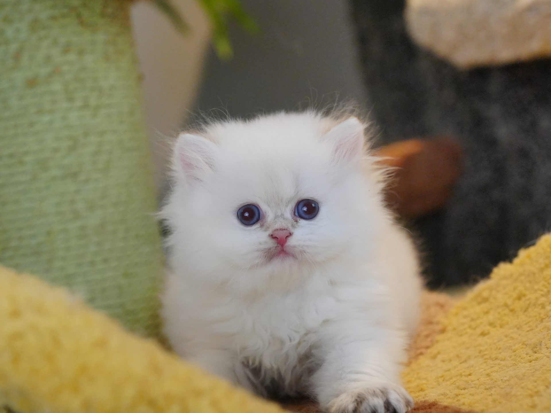 British Longhair cat