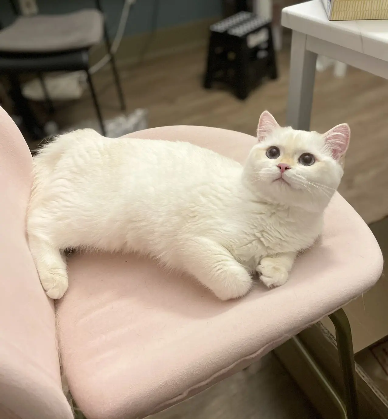 Nacho