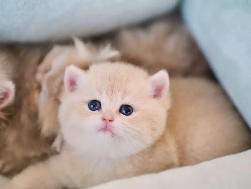 Blue Golden Shaded British Shorthair - Blueberry - British Shorthair for sale & British Longhair Kittens for sale