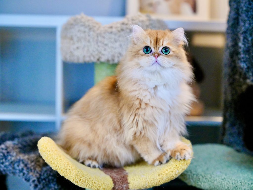 British Longhair Cat Robert is sitting on a cat tree with plush and dense coat.