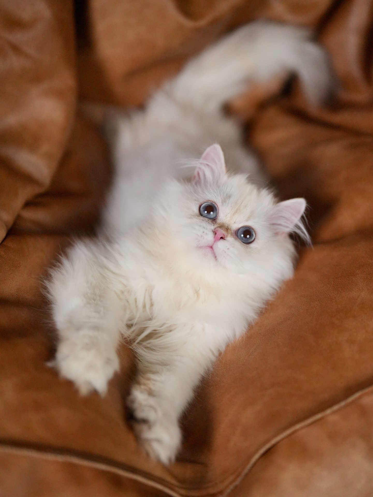 the young time image of a golden point shaded british longhair cat owen when he is lying on a brown sofa