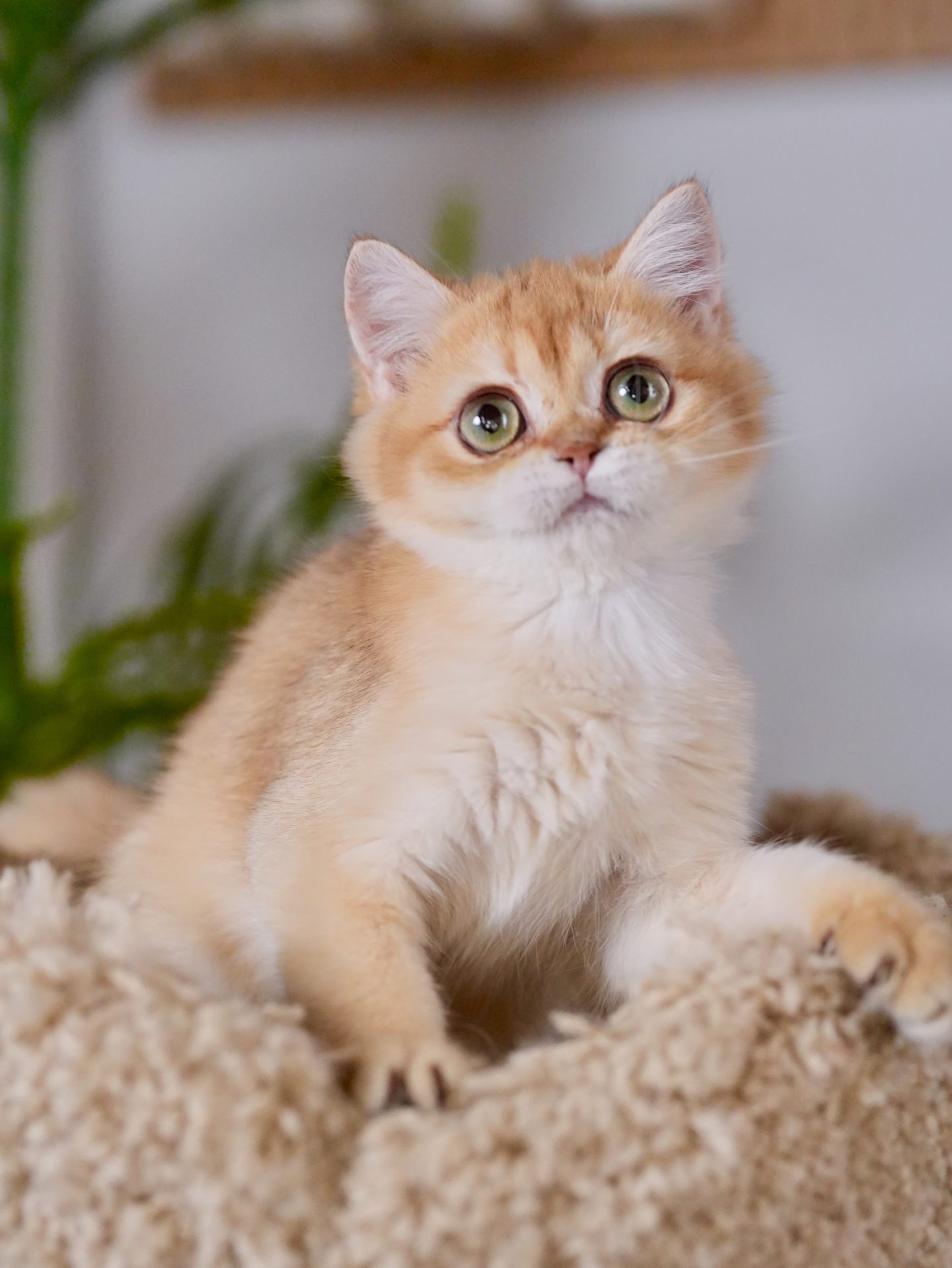 golden british shorthair