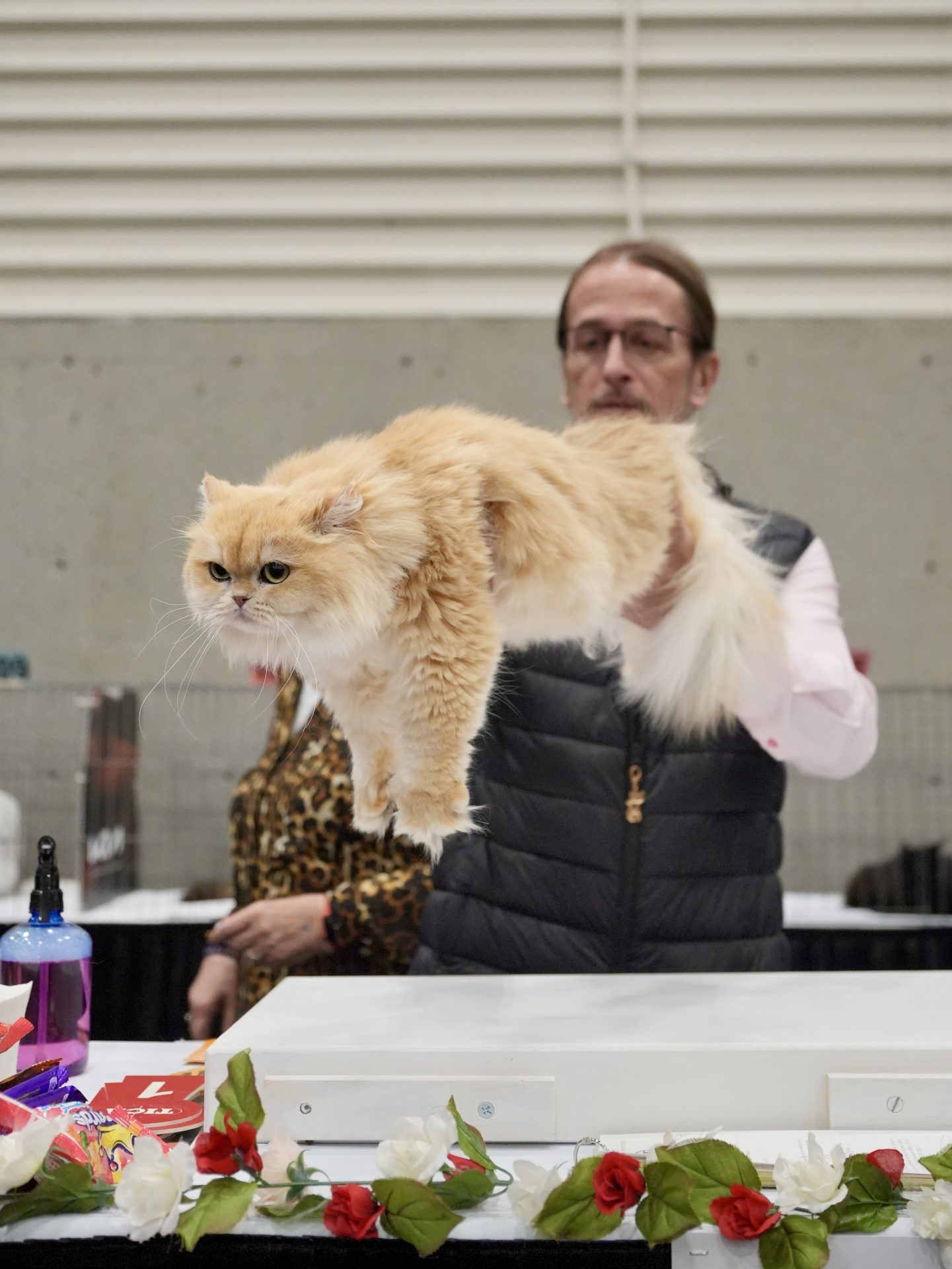 TICA judge is holding a golden british longhair cat, Ethel in show