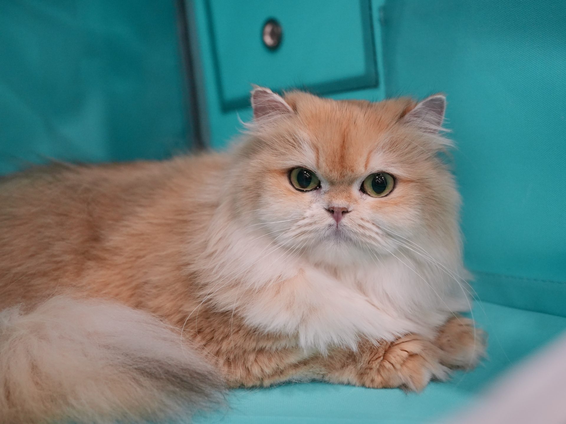 Golden British Longhair Ethel is lying in the show crate peacefully.