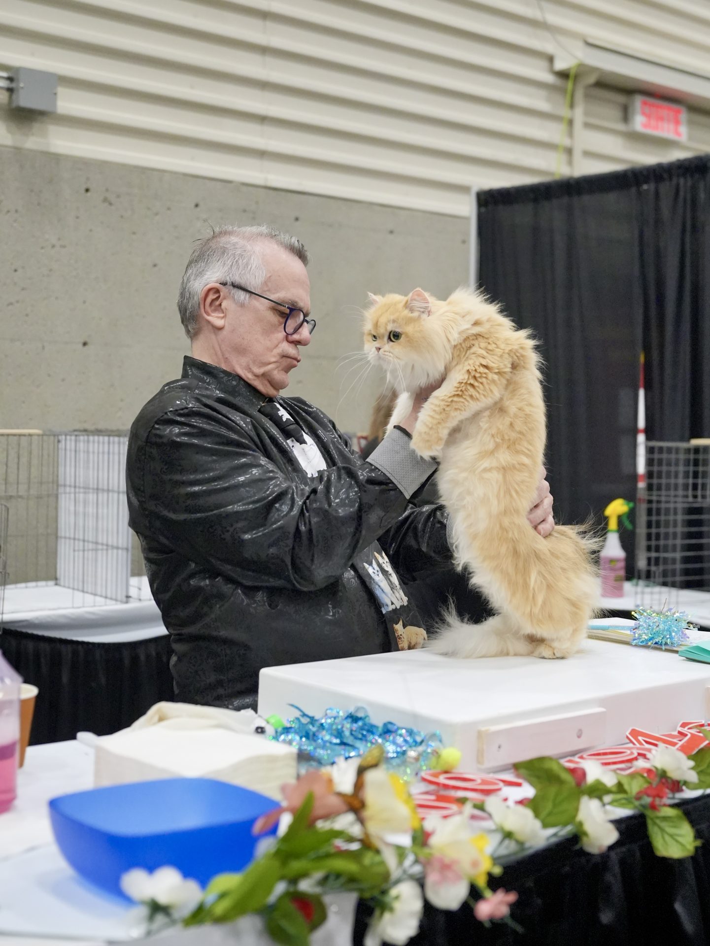 A TICA Cst Show judge is holding the golden british longhair ethel to check her performance.