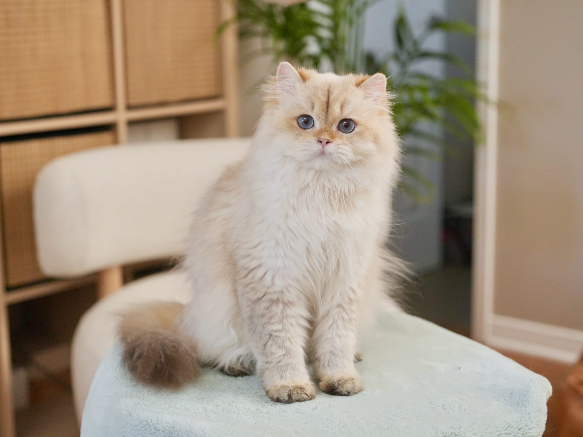 The golden point shaded british longhair popcorn is standing on a table with his blue, ocean-like eyes staring at me