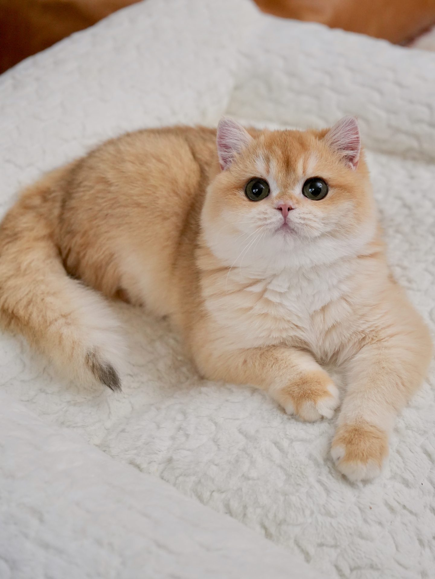 British shorthair for sale potato is lying on a white pet sofa