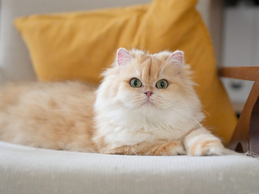 The golden shaded british longhair cat Ethel is lying on the grey sofa under sunshine