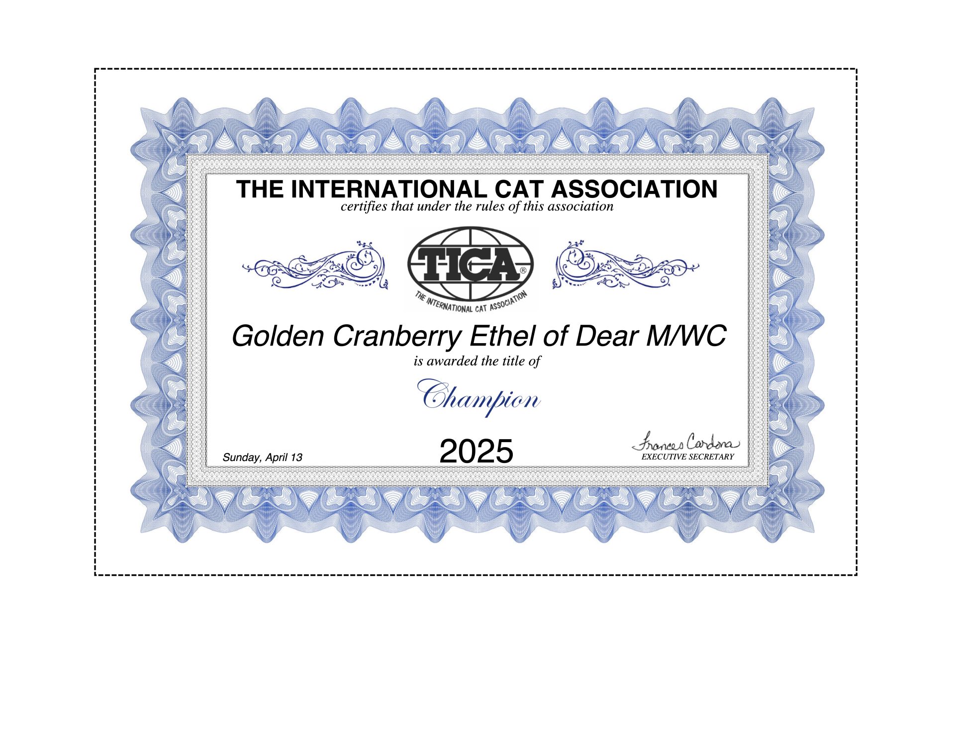 The Champion title Ethel, the golden british longhair earned in the TICA Show
