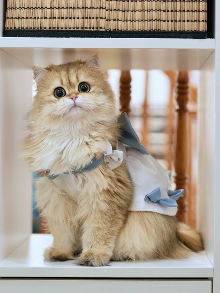 edith is one of my favorite golden shaded british longhair with great performance and plush coat.