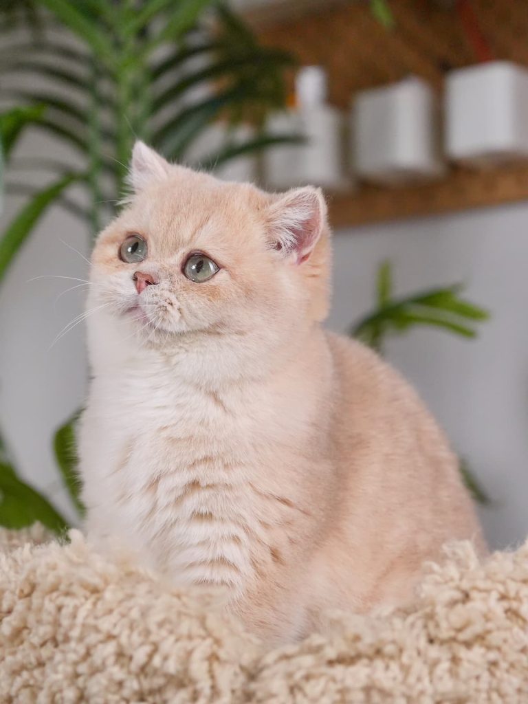 Ciel, is a pet s level lilac golden british shorthair kittens for sale as a female