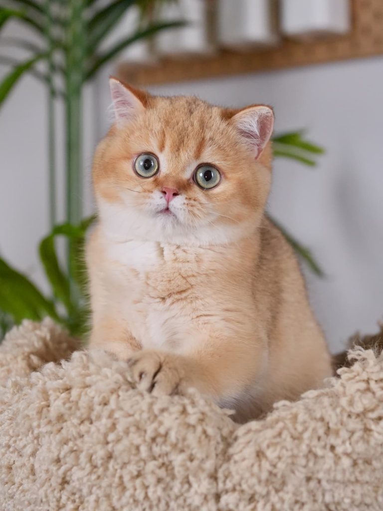 sunny is a big face golden british shorthair for sale. He is looking at us!